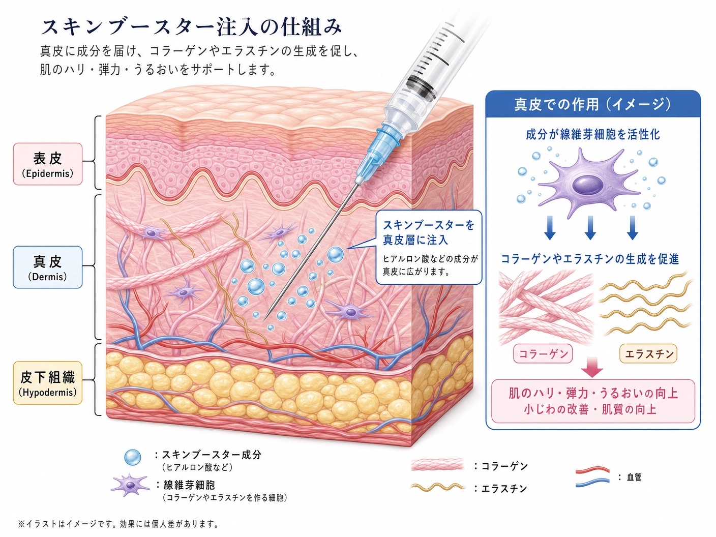 肌育注射の仕組み
