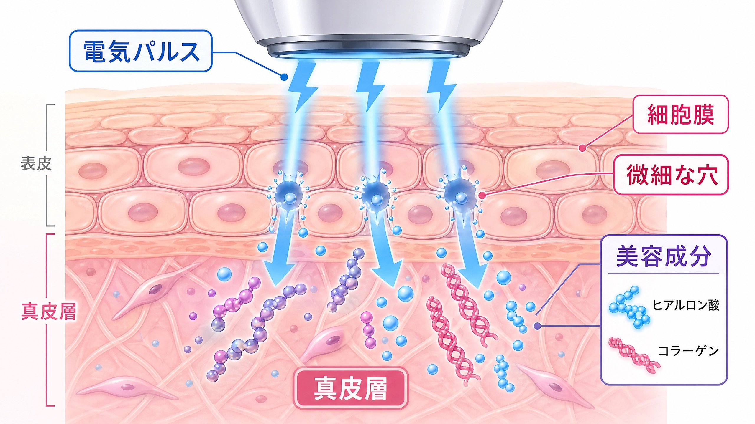 エレクトロポレーションのメカニズム