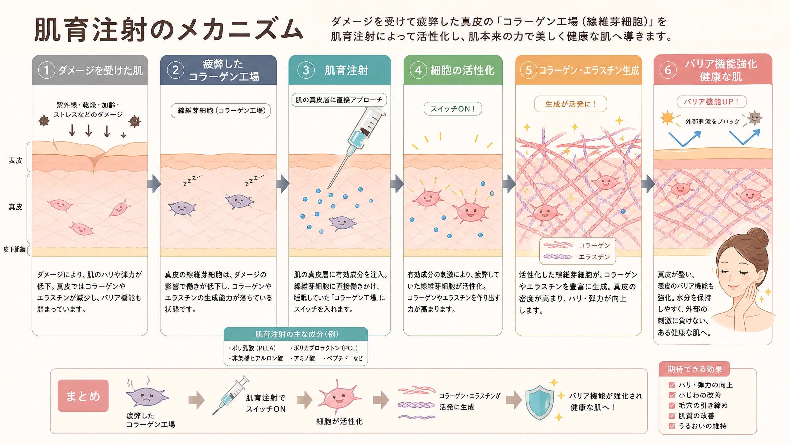 肌育注射のメカニズム