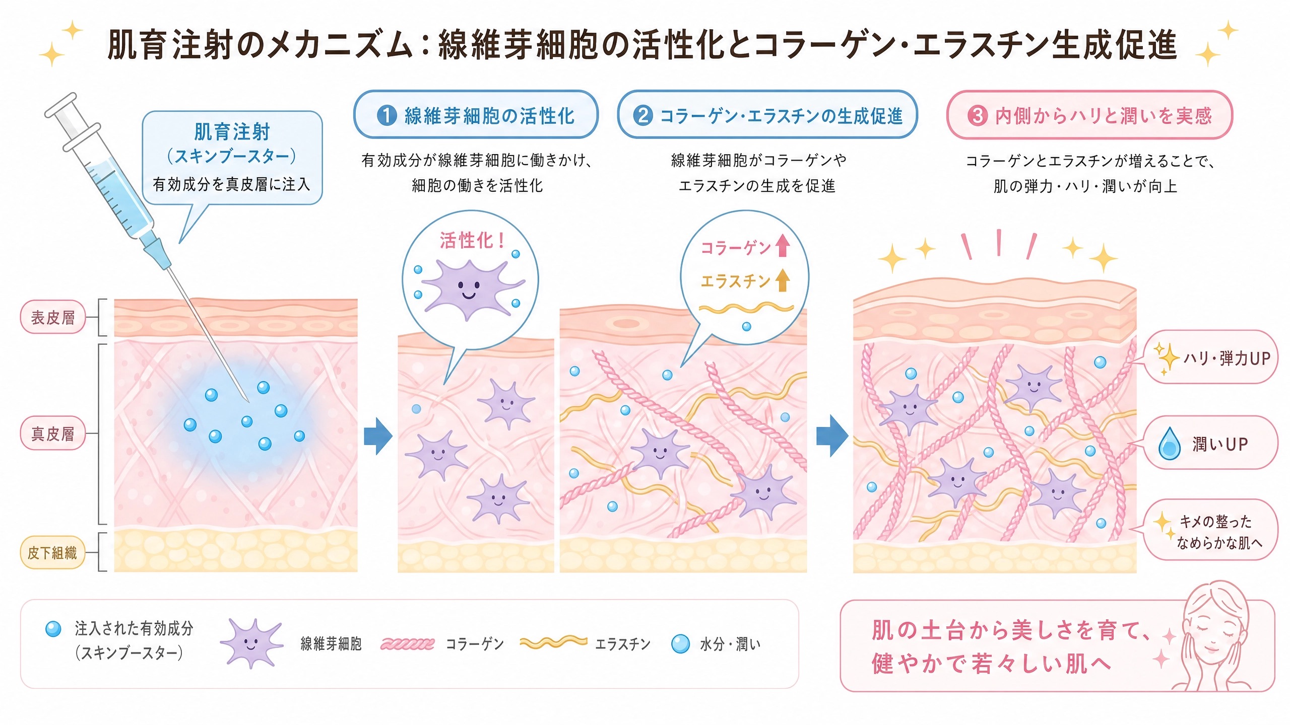 肌育注射のメカニズム